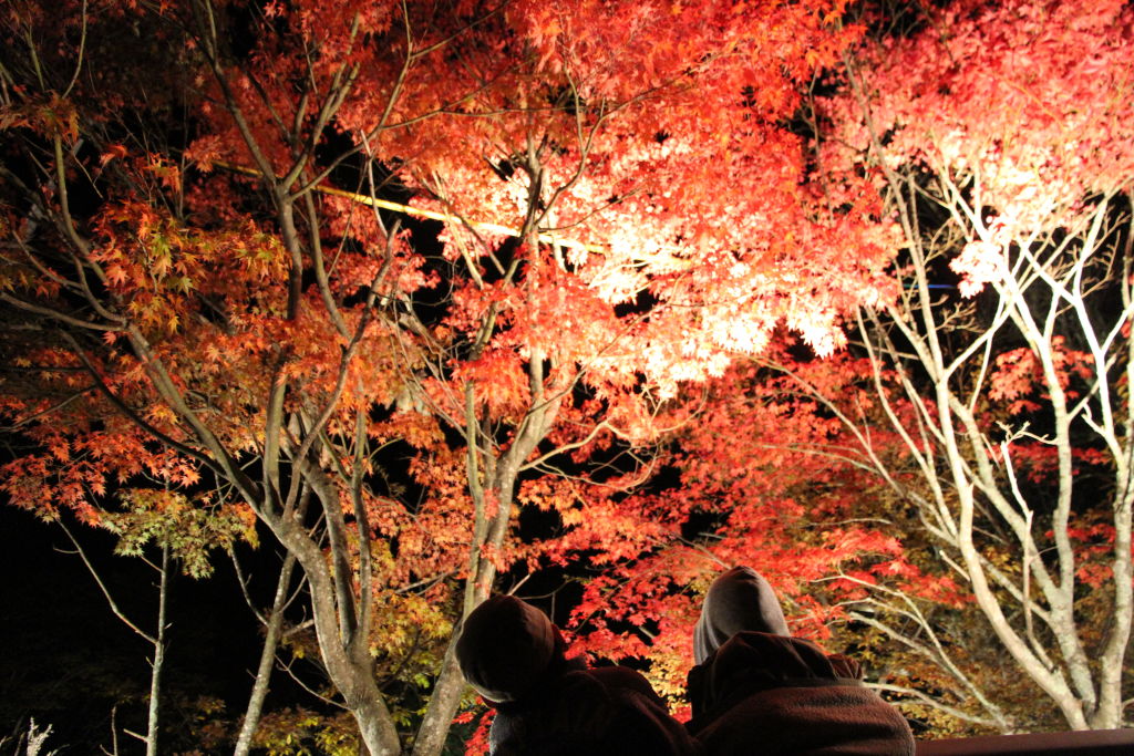 新 穂高 紅葉 散策 夜空 を 楽しむ 会
